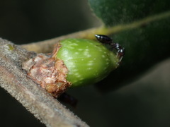 Callirhytis carmelensis