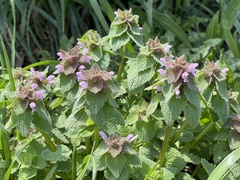 Lamium purpureum