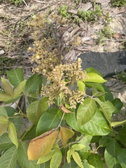 Rhus javanica