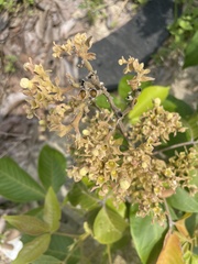Rhus javanica