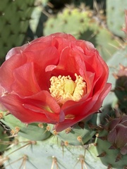 Opuntia aciculata