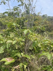 Rhus javanica