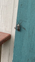 Acanthocephala alata