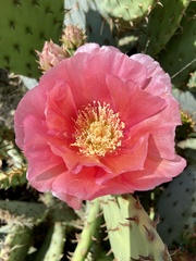 Opuntia aciculata