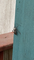 Acanthocephala alata