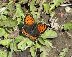 Lycaena phlaeas daimio