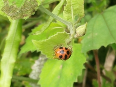 Diekeana admirabilis