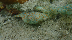 Lamprohaminoea cymbalum