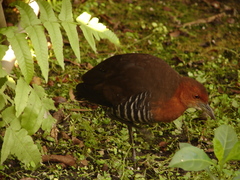 Rallina eurizonoides