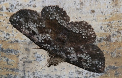 Caduca albopunctata