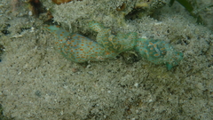 Lamprohaminoea cymbalum