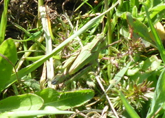 Chimarocephala pacifica