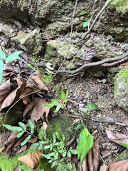 Lygodium japonicum