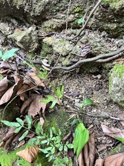 Lygodium japonicum