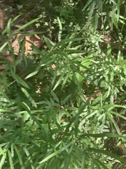 Lygodium japonicum