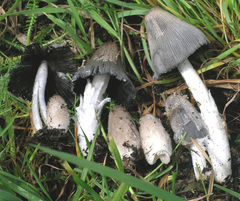 Coprinopsis lagopides