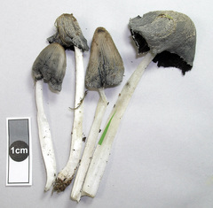 Coprinopsis lagopides