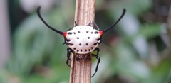 Gasteracantha sanguinea