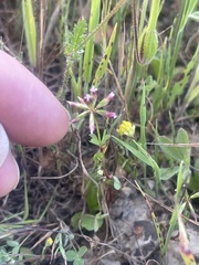 Trifolium gracilentum