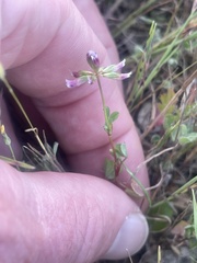 Trifolium gracilentum