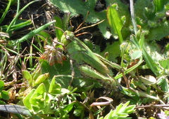 Chimarocephala pacifica