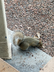 Sciurus carolinensis