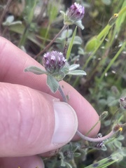 Trifolium macraei