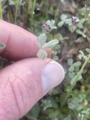 Trifolium macraei