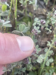 Trifolium macraei