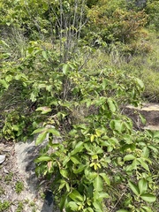 Rhus javanica