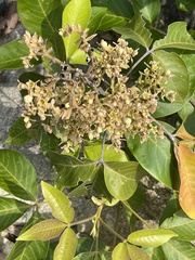 Rhus javanica