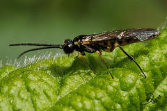 Symphyta