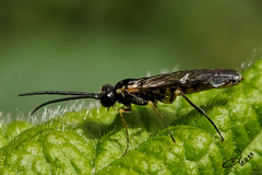 Symphyta