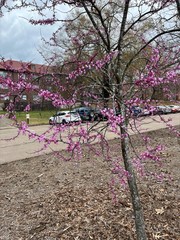 Cercis canadensis