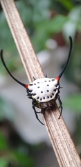 Gasteracantha sanguinea