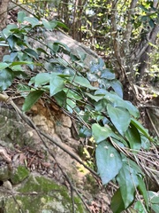 Mallotus repandus