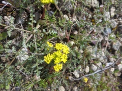 Lomatium vaginatum