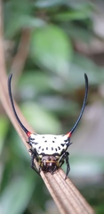 Gasteracantha sanguinea