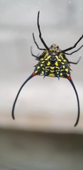 Gasteracantha sanguinea