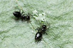 Technomyrmex sophiae