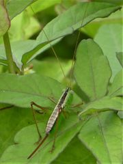 Conocephalus semivittatus