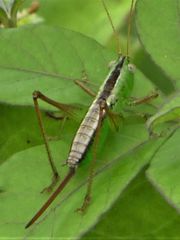 Conocephalus semivittatus