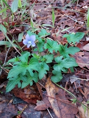 Viola septemloba