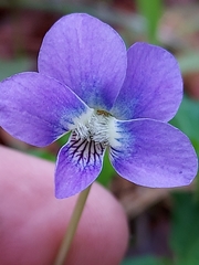 Viola septemloba