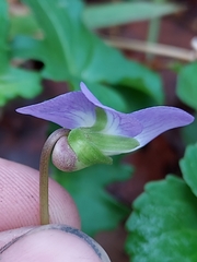Viola septemloba