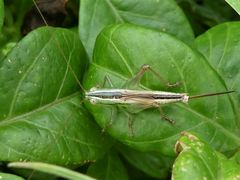 Conocephalus semivittatus