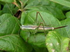 Conocephalus semivittatus