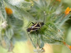 Plagiognathus moerens