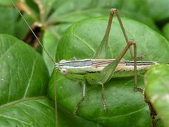 Conocephalus semivittatus