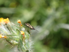 Plagiognathus moerens